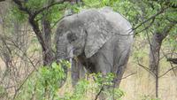 1255 Etoscha-NP-Elefant &ndash; &copy; Annette Weise (Eberhardt TRAVEL)
