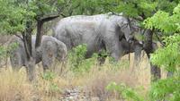 1256 Etoscha-NP-Elefanten &ndash; &copy; Annette Weise (Eberhardt TRAVEL)