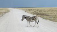 1262 Etoscha-NP-Zebra &ndash; &copy; Annette Weise (Eberhardt TRAVEL)