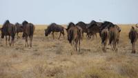 1287 Etoscha-NP- Gnus &ndash; &copy; Annette Weise (Eberhardt TRAVEL)