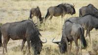 1289 Etoscha-NP- Gnus &ndash; &copy; Annette Weise (Eberhardt TRAVEL)