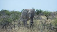 1309 Etoscha-NP - Elefant &ndash; &copy; Annette Weise (Eberhardt TRAVEL)