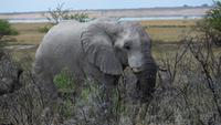 1313 Etoscha-NP - Elefant &ndash; &copy; Annette Weise (Eberhardt TRAVEL)