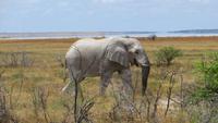 1316 Etoscha-NP - Elefant &ndash; &copy; Annette Weise (Eberhardt TRAVEL)