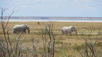 1324 Etoscha-NP - Elefanten &ndash; &copy; Annette Weise (Eberhardt TRAVEL)