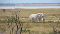 1330 Etoscha-NP - Elefanten &ndash; &copy; Annette Weise (Eberhardt TRAVEL)