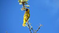 1422 Otjibamba Lodge - Maskenweber &ndash; &copy; Annette Weise (Eberhardt TRAVEL)
