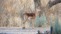1428 Otjibamba Lodge - Impalla &ndash; &copy; Annette Weise (Eberhardt TRAVEL)