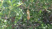 1508 Windhoeck - Leberwurstbaum &ndash; &copy; Annette Weise (Eberhardt TRAVEL)