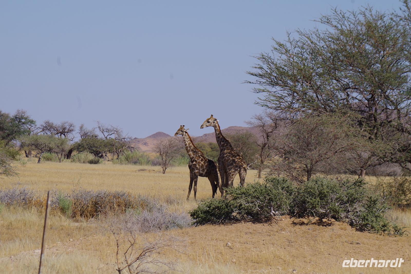 Namibia - Giraffen in der Nähe von Solitaire &ndash; &copy; Franziska Barthel (Eberhardt TRAVEL)