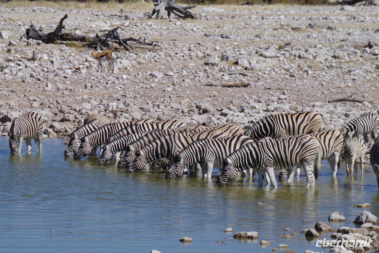 Namibia - Etosha Nationalpark (6) &ndash; &copy; Franziska Barthel (Eberhardt TRAVEL)