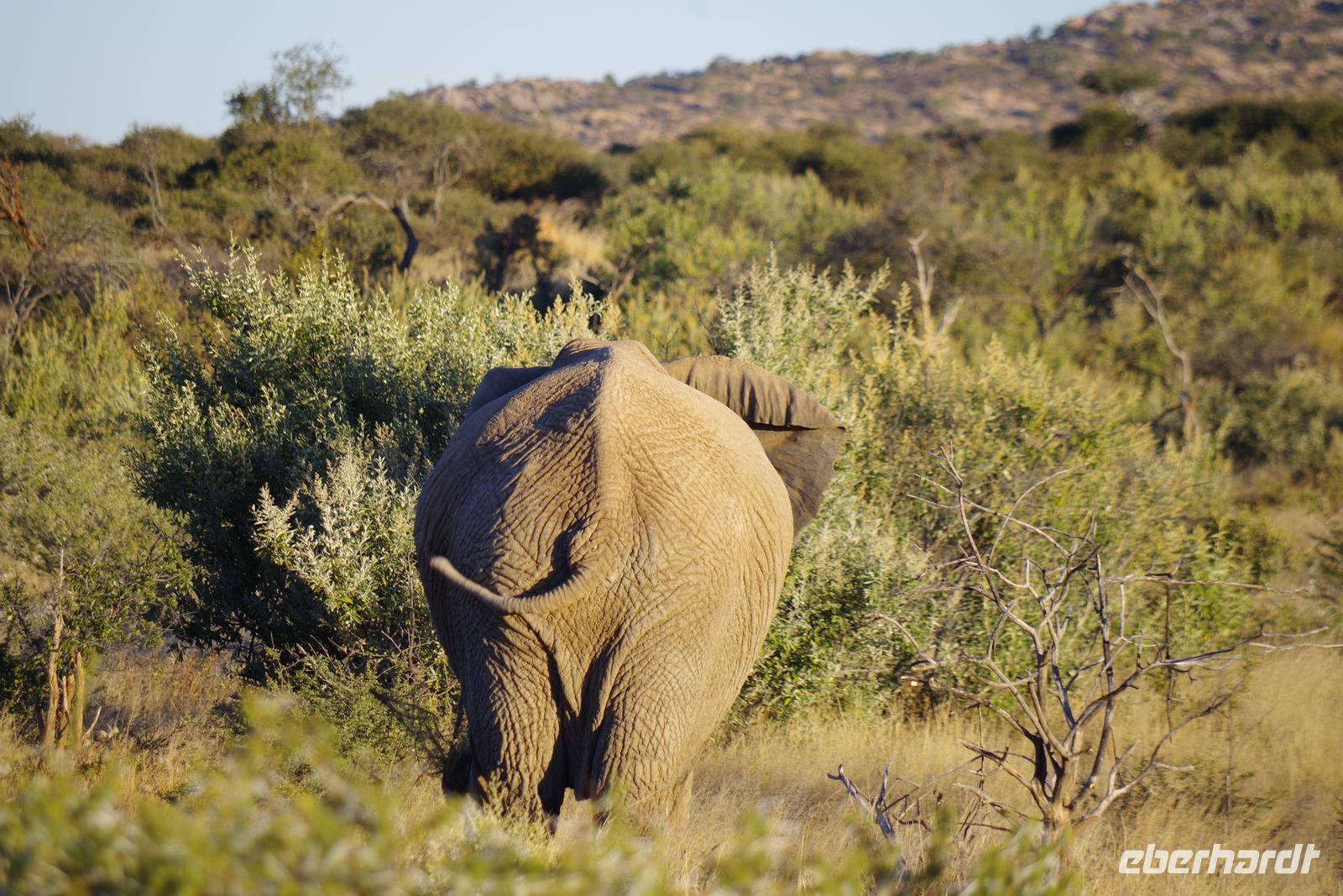 Namibia - auf Pirschfahrt am Mount Etjo (9) &ndash; &copy; Franziska Barthel (Eberhardt TRAVEL)