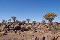 Namibia - Köcherbaumwald (1) &ndash; &copy; Franziska Barthel (Eberhardt TRAVEL)