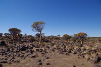 Namibia - Köcherbaumwald (2) &ndash; &copy; Franziska Barthel (Eberhardt TRAVEL)