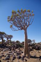 Namibia - Köcherbaumwald (3) &ndash; &copy; Franziska Barthel (Eberhardt TRAVEL)