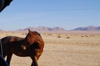 Namibia - Wildpferd &ndash; &copy; Franziska Barthel (Eberhardt TRAVEL)