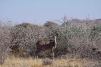 Namibia - Kududame &ndash; &copy; Franziska Barthel (Eberhardt TRAVEL)