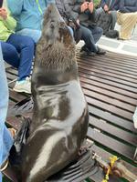 Namibia - Katamaranfahrt in Walvis Bay (2) &ndash; &copy; Franziska Barthel (Eberhardt TRAVEL)