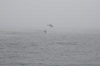 Namibia - Walvis Bay Delfine (1) &ndash; &copy; Franziska Barthel (Eberhardt TRAVEL)
