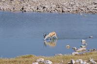 Namibia - Etosha Nationalpark (1) &ndash; &copy; Franziska Barthel (Eberhardt TRAVEL)