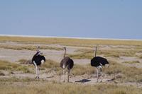 Namibia - Etosha Nationalpark (3) &ndash; &copy; Franziska Barthel (Eberhardt TRAVEL)