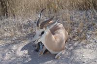 Namibia - Etosha Nationalpark (4) &ndash; &copy; Franziska Barthel (Eberhardt TRAVEL)