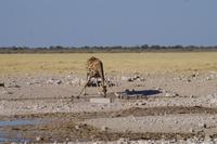 Namibia - Etosha Nationalpark (5) &ndash; &copy; Franziska Barthel (Eberhardt TRAVEL)