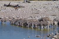 Namibia - Etosha Nationalpark (6) &ndash; &copy; Franziska Barthel (Eberhardt TRAVEL)