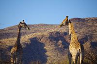 Namibia - Giraffen (1) &ndash; &copy; Franziska Barthel (Eberhardt TRAVEL)