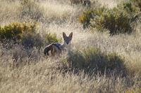 Namibia - Etosha Nationalpark (1) &ndash; &copy; Franziska Barthel (Eberhardt TRAVEL)