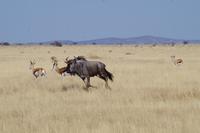 Namibia - Etosha Nationalpark (3) &ndash; &copy; Franziska Barthel (Eberhardt TRAVEL)