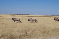 Namibia - Etosha Nationalpark (4) &ndash; &copy; Franziska Barthel (Eberhardt TRAVEL)