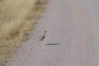 Namibia - Etosha Nationalpark (6) &ndash; &copy; Franziska Barthel (Eberhardt TRAVEL)