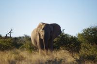 Namibia - auf Pirschfahrt am Mount Etjo (6) &ndash; &copy; Franziska Barthel (Eberhardt TRAVEL)