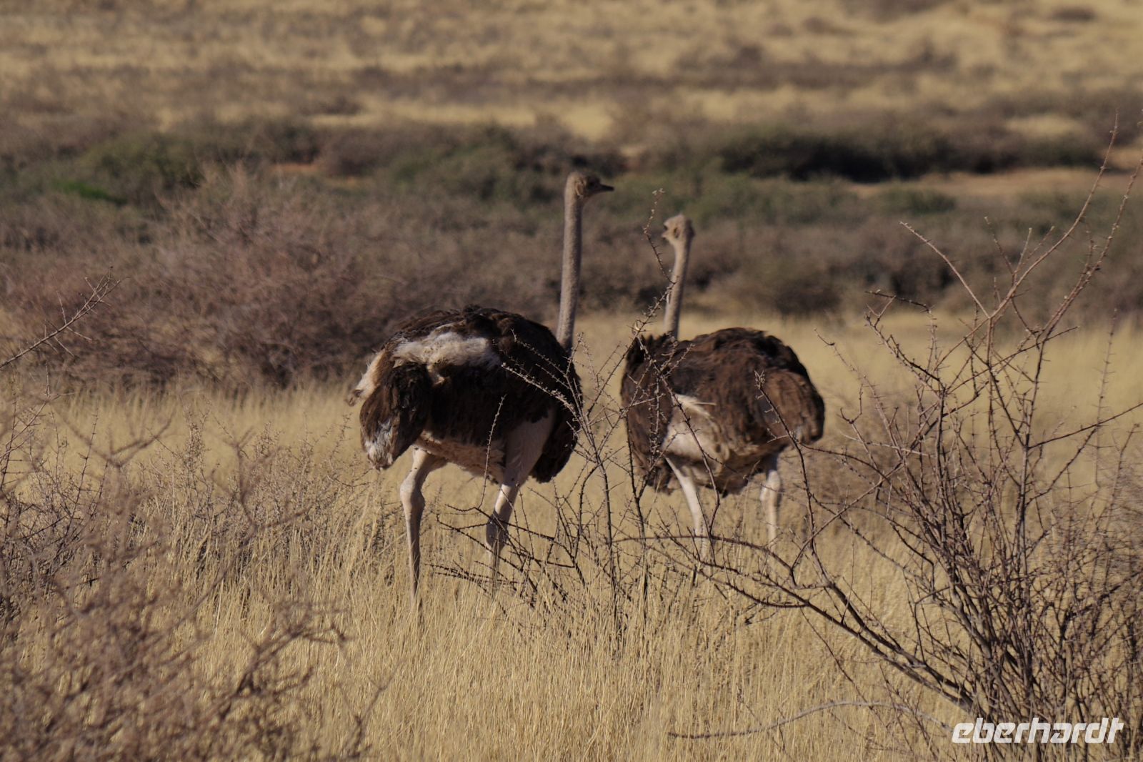 Nature Drive - Gondwana Kalahari Park - Strauße &ndash; &copy; Annett Müller (Eberhardt TRAVEL)