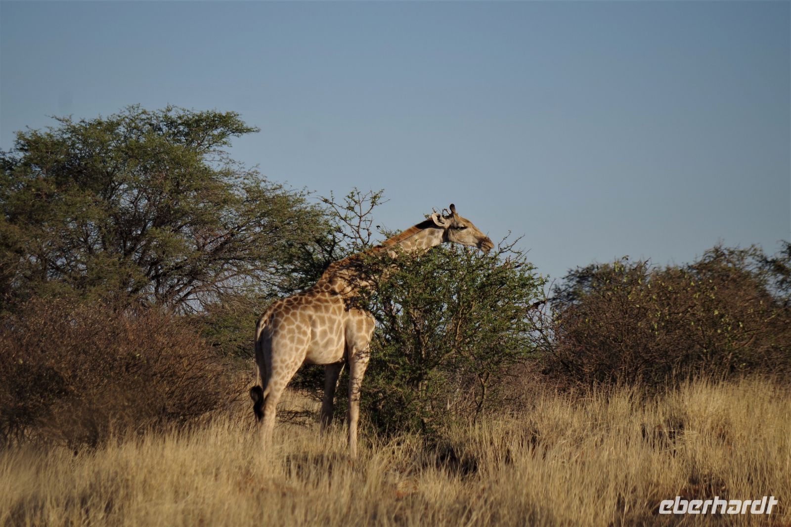 Nature Drive - Gondwana Kalahari Park - Giraffe &ndash; &copy; Annett Müller (Eberhardt TRAVEL)