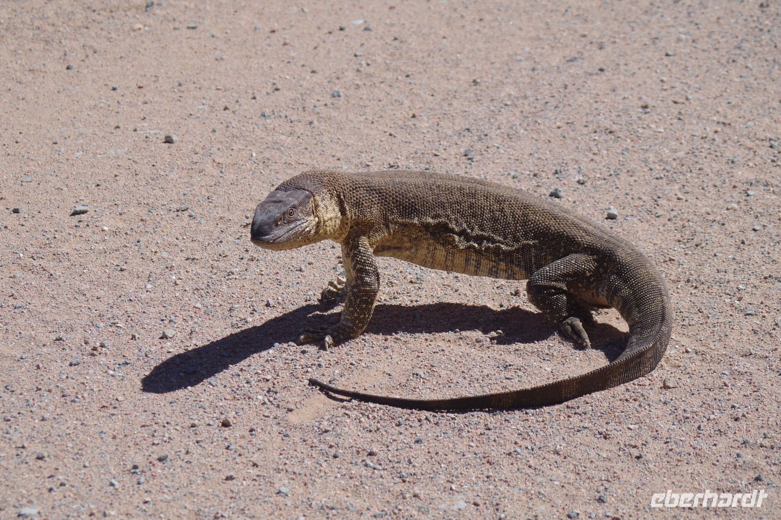 Namibia - Wüstenwaran &ndash; &copy; Annett Müller (Eberhardt TRAVEL)