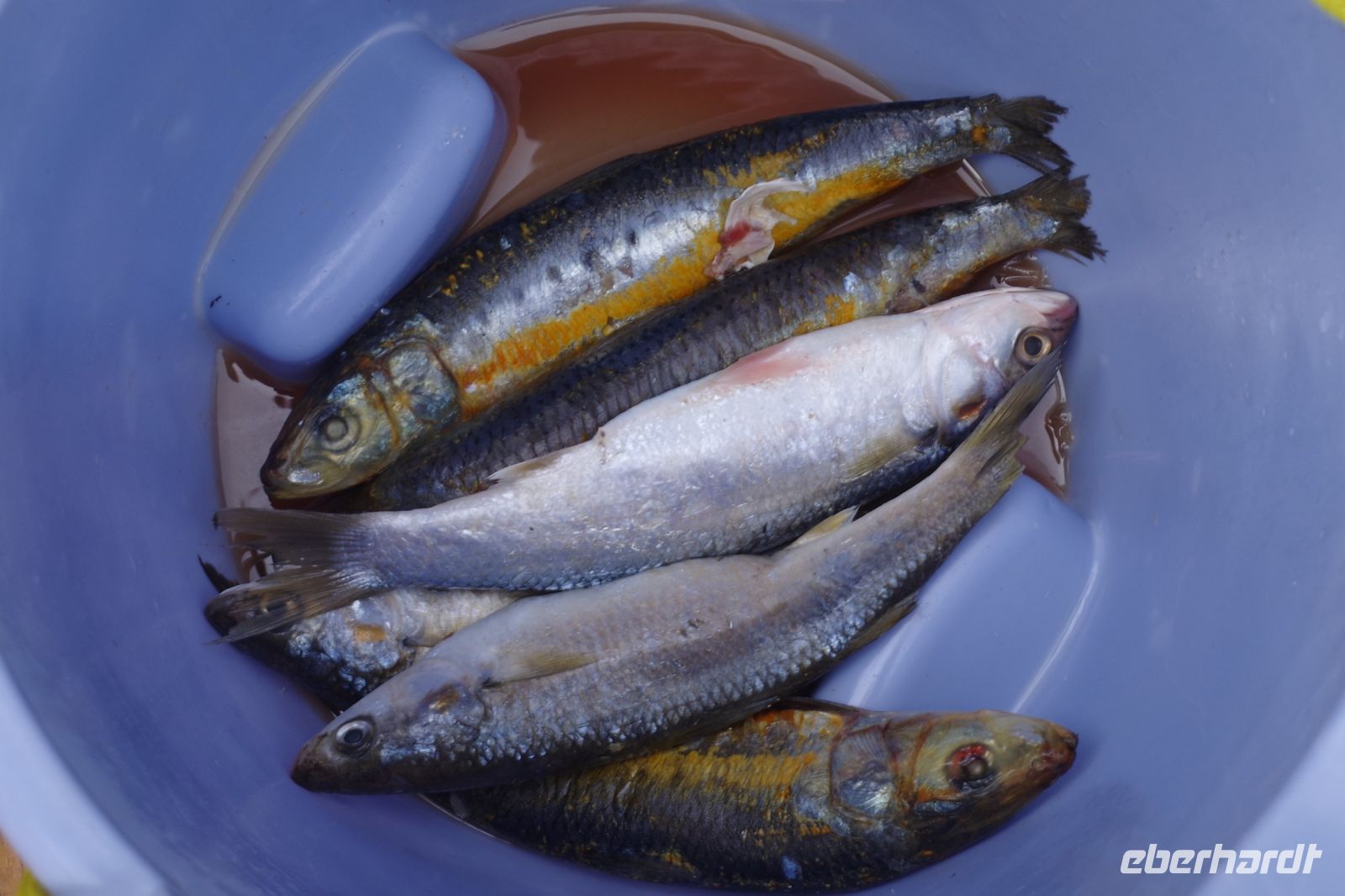 Walvis Bay - frischer Fisch &ndash; &copy; Annett Müller (Eberhardt TRAVEL)