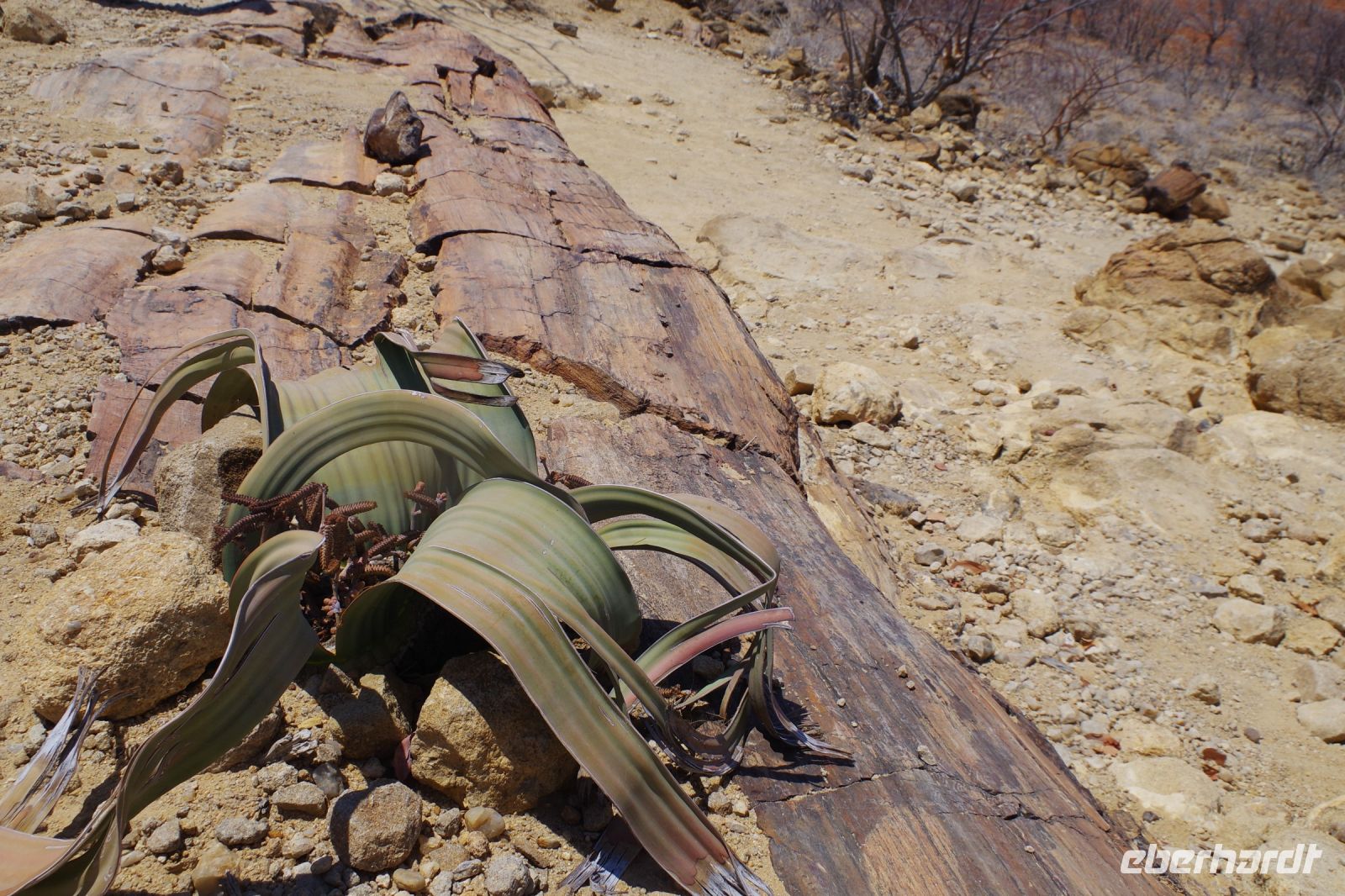 Welwitschia  &ndash; &copy; Annett Müller (Eberhardt TRAVEL)