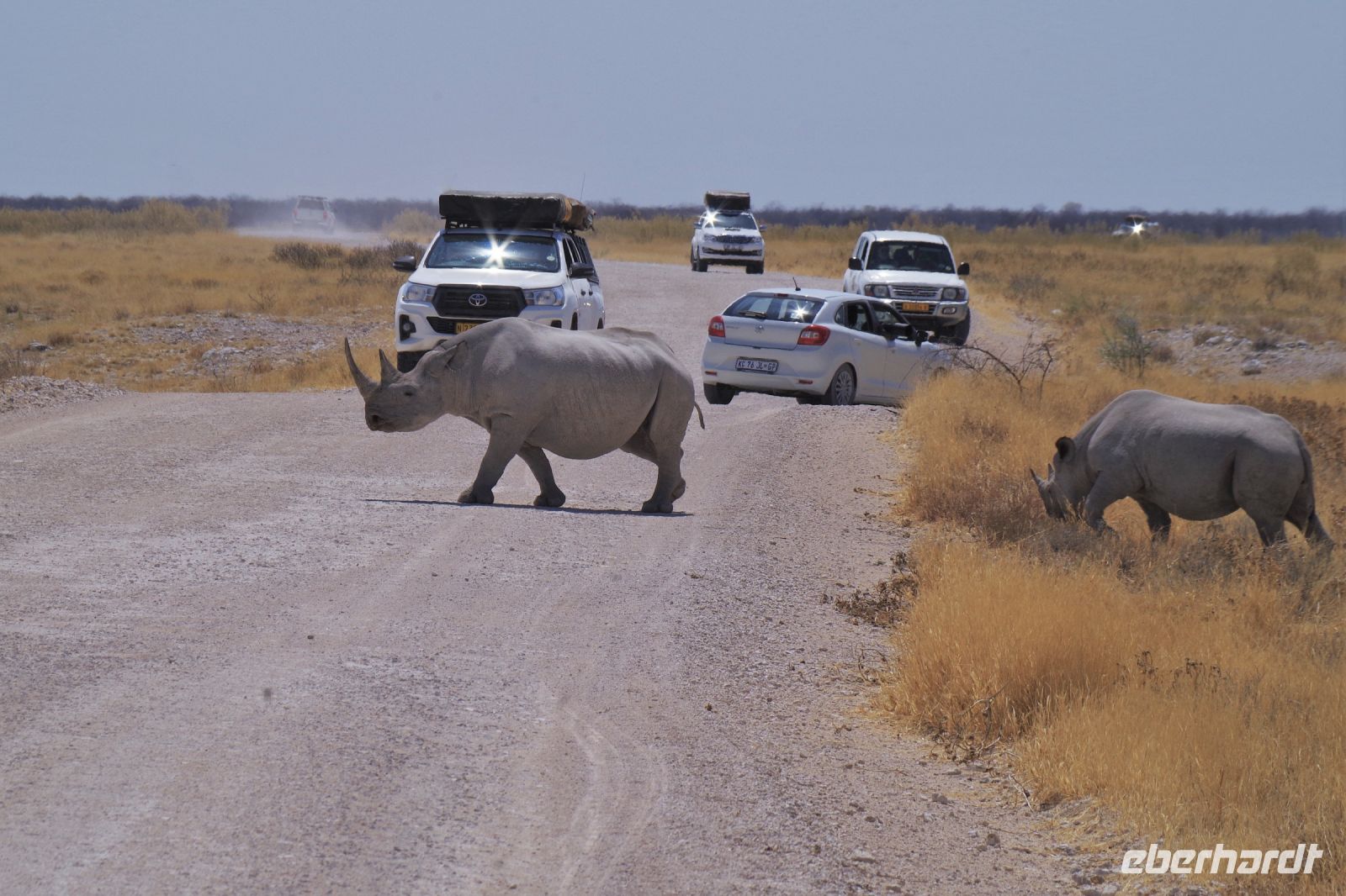 Etosha Nationalpark - Spitzmaul-Nashörner &ndash; &copy; Annett Müller (Eberhardt TRAVEL)