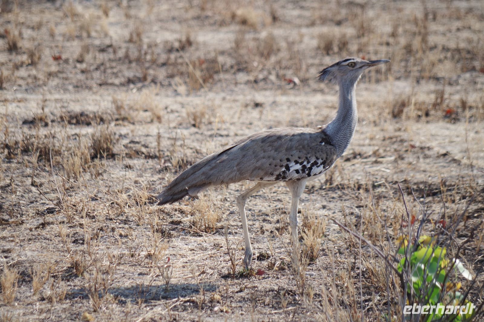 Etosha Nationalpark - weibliche Riesentrappe &ndash; &copy; Annett Müller (Eberhardt TRAVEL)