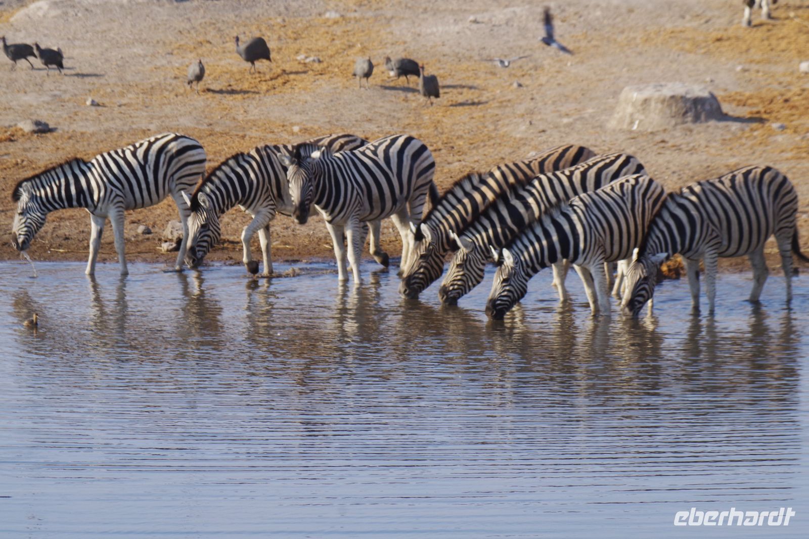 Etosha Nationalpark - Wasserloch Chudop &ndash; &copy; Annett Müller (Eberhardt TRAVEL)