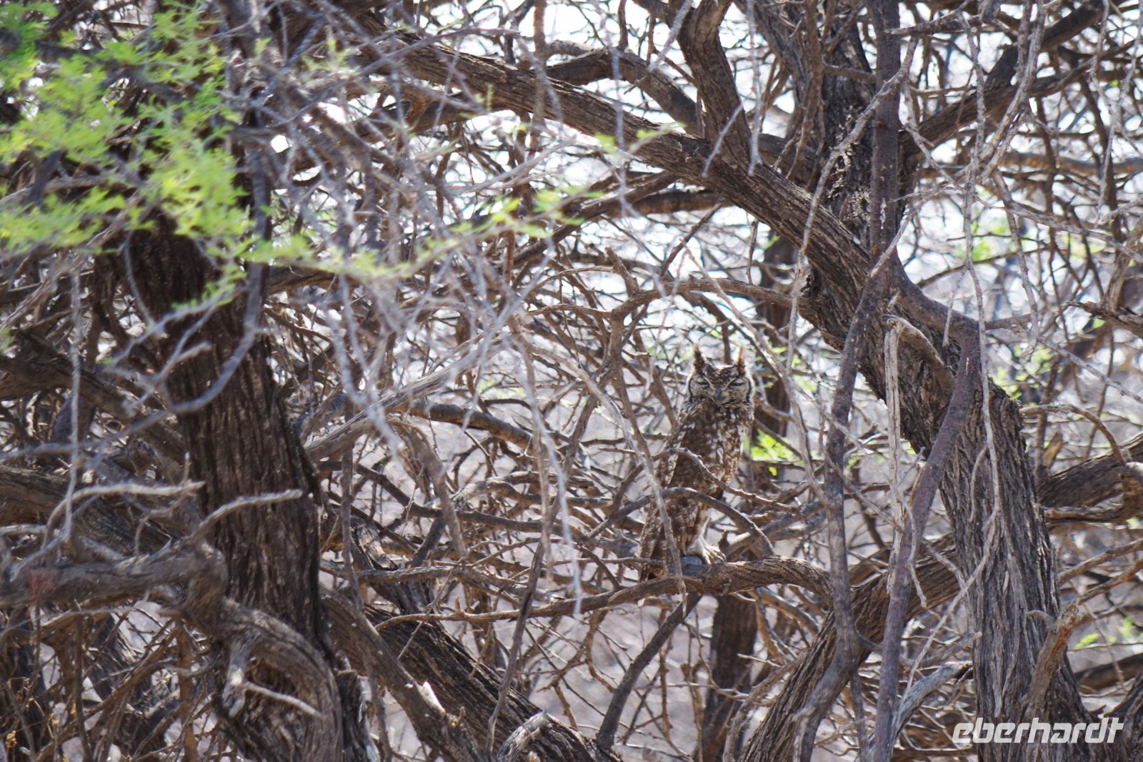 Etosha Nationalpark - afrikanische Zwergeule oder Fleckenuhu? &ndash; &copy; Annett Müller (Eberhardt TRAVEL)