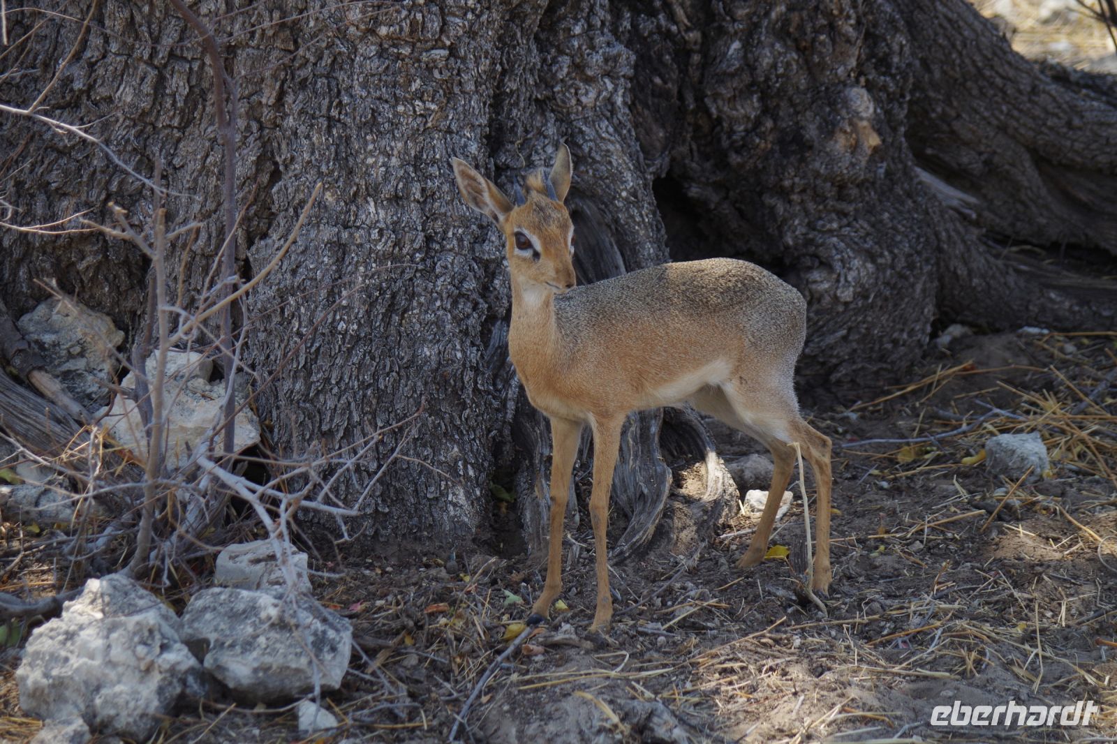 Etosha Nationalpark - Bye, bye Dik Dik &ndash; &copy; Annett Müller (Eberhardt TRAVEL)