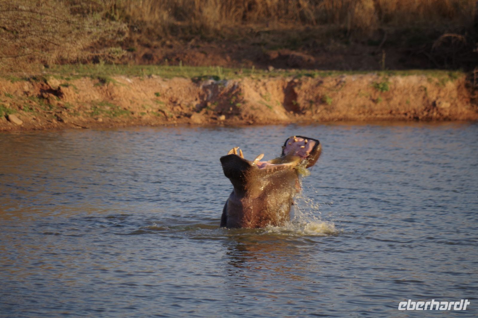 Mount Etjo Safari Lodge - Happy Hippo &ndash; &copy; Annett Müller (Eberhardt TRAVEL)