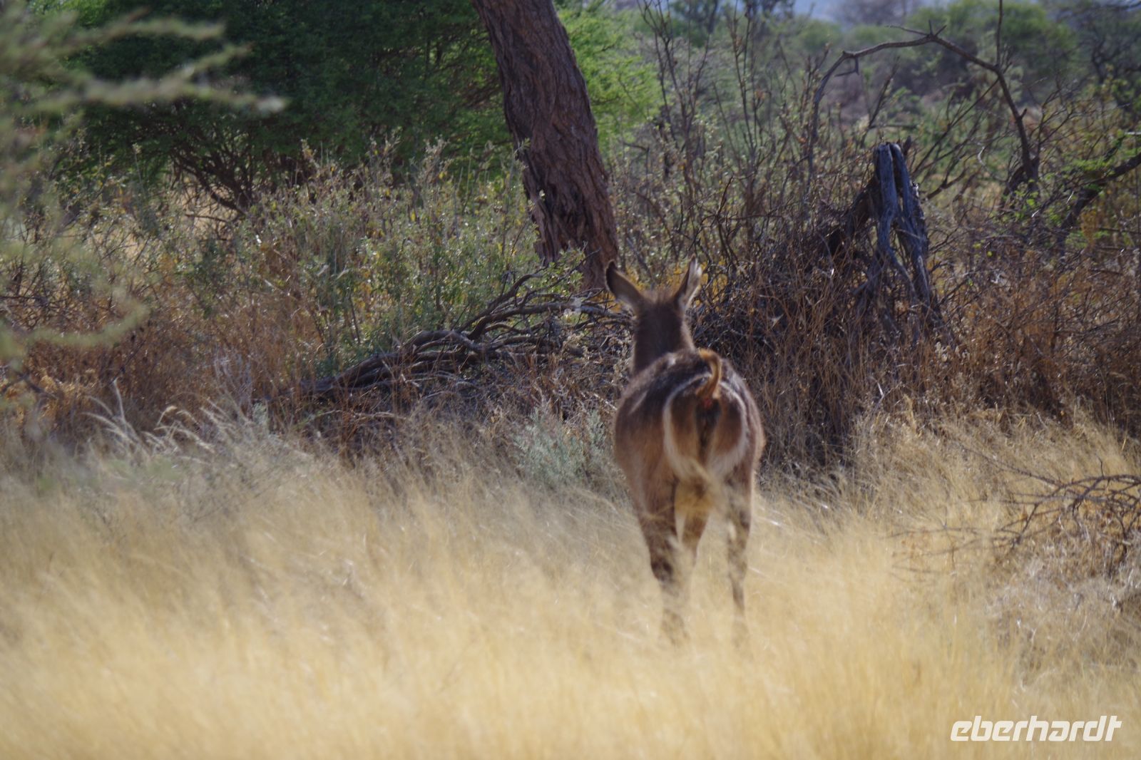 Mount Etjo Safari Lodge - Nature Drive - Wasserbock &ndash; &copy; Annett Müller (Eberhardt TRAVEL)