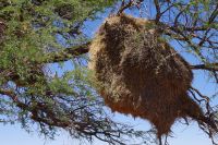 Gondwana Kalahari Park - Webervogelnest &ndash; &copy; Annett Müller (Eberhardt TRAVEL)