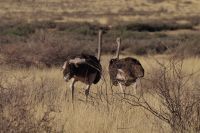 Nature Drive - Gondwana Kalahari Park - Strauße &ndash; &copy; Annett Müller (Eberhardt TRAVEL)