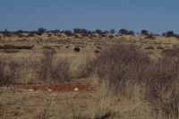 Nature Drive - Gondwana Kalahari Park &ndash; &copy; Annett Müller (Eberhardt TRAVEL)