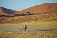 Nationalpark Sossusvlei - Oryx Duell &ndash; &copy; Annett Müller (Eberhardt TRAVEL)